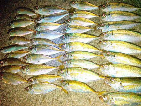 今秋、初ナイトアジング！